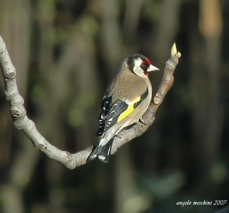 Cardellino, Carduelis carduelis